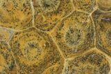 Polished Fossil Coral (Actinocyathus) - Morocco #84961-1